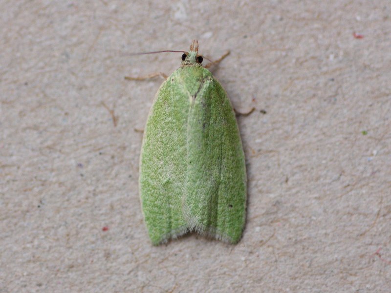 Tortrix viridana? S�